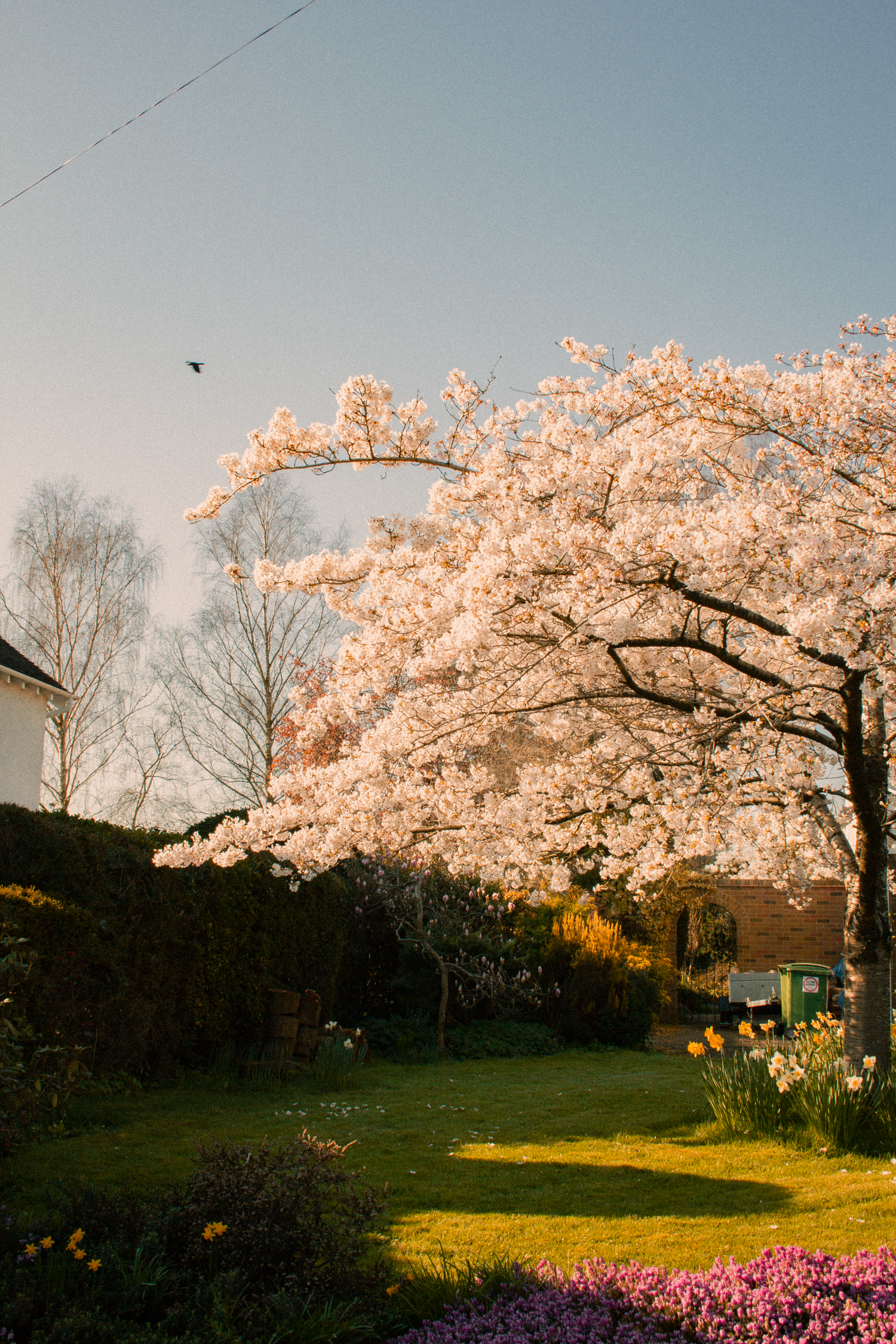 Landscaped garden with a mature blossom tree, lawn and planted borders